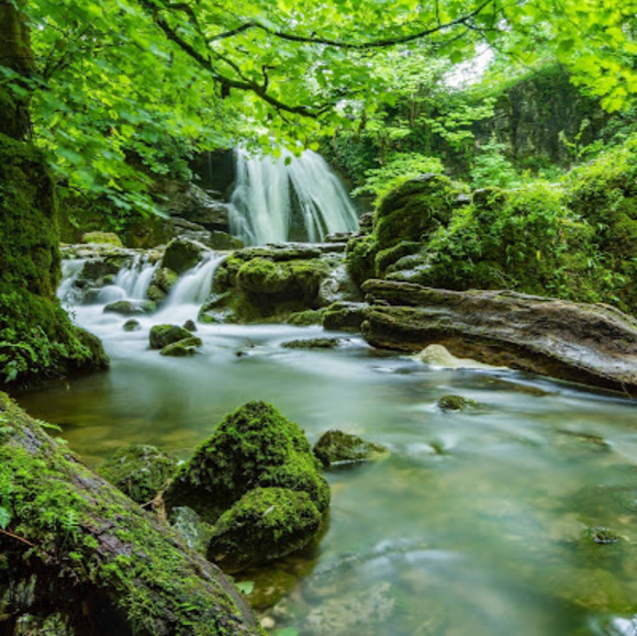 Meet your Posher, Brie - Picture 1 of 1